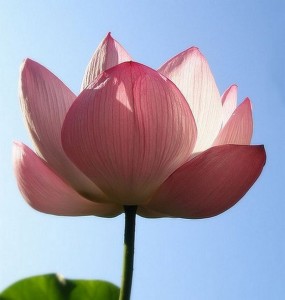 Pink-Lotus-Flower